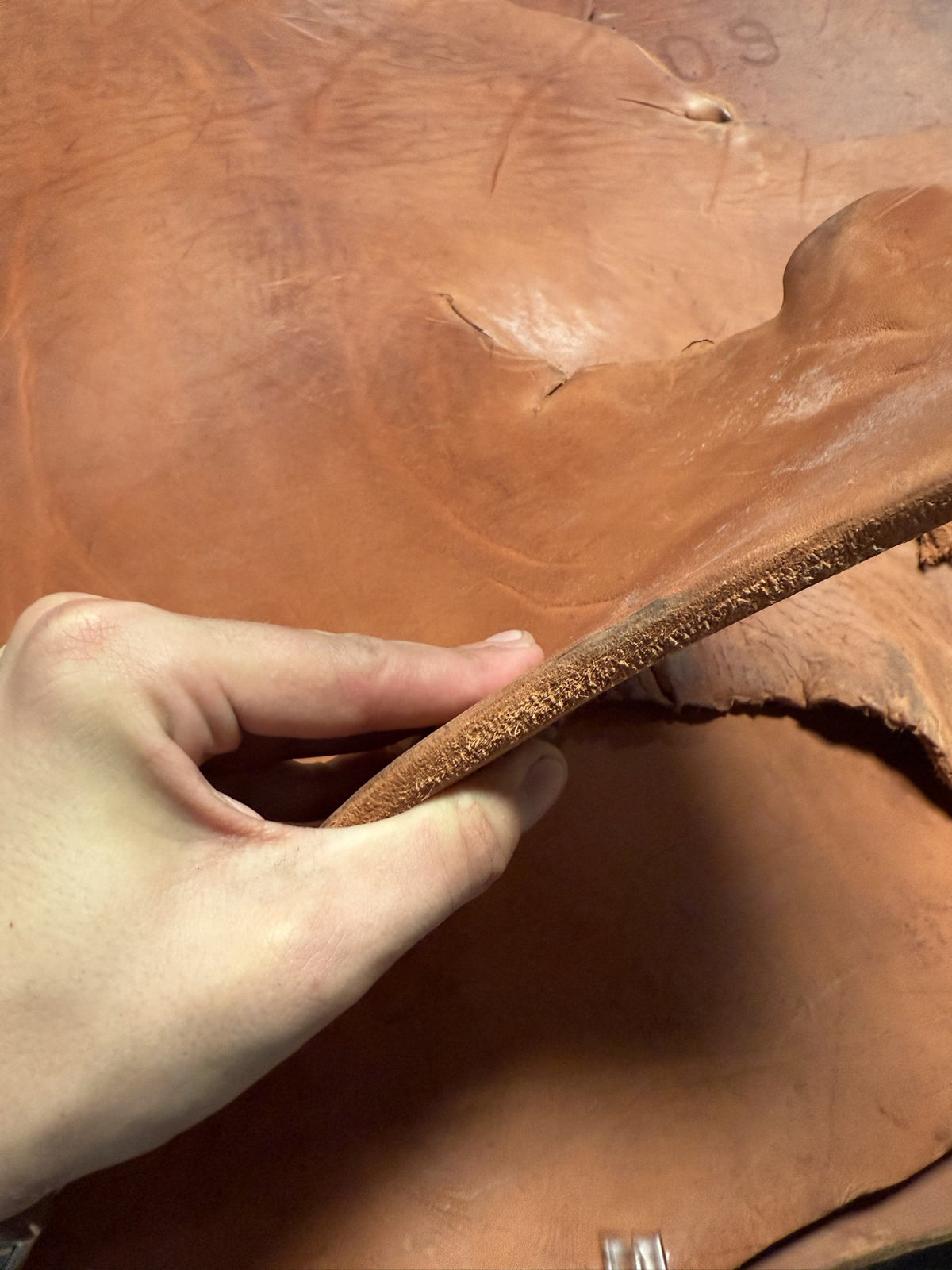 Thickness of a rose skirting bull side, held by hand