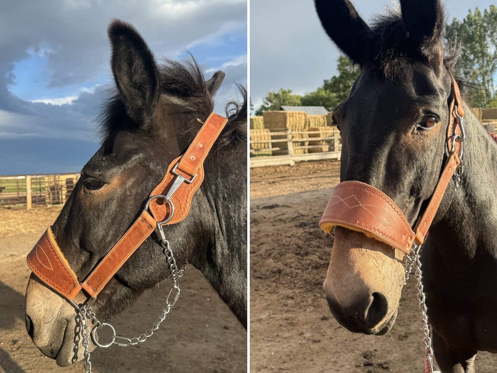 Mule halter made by Matt with our harness leather